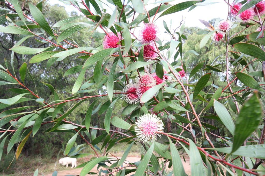 มาร์กาเร็ต ริเวอร์ เบด แอนด์ เบรคฟาสต์ Bed & Breakfast Margaret River ภายนอก รูปภาพ